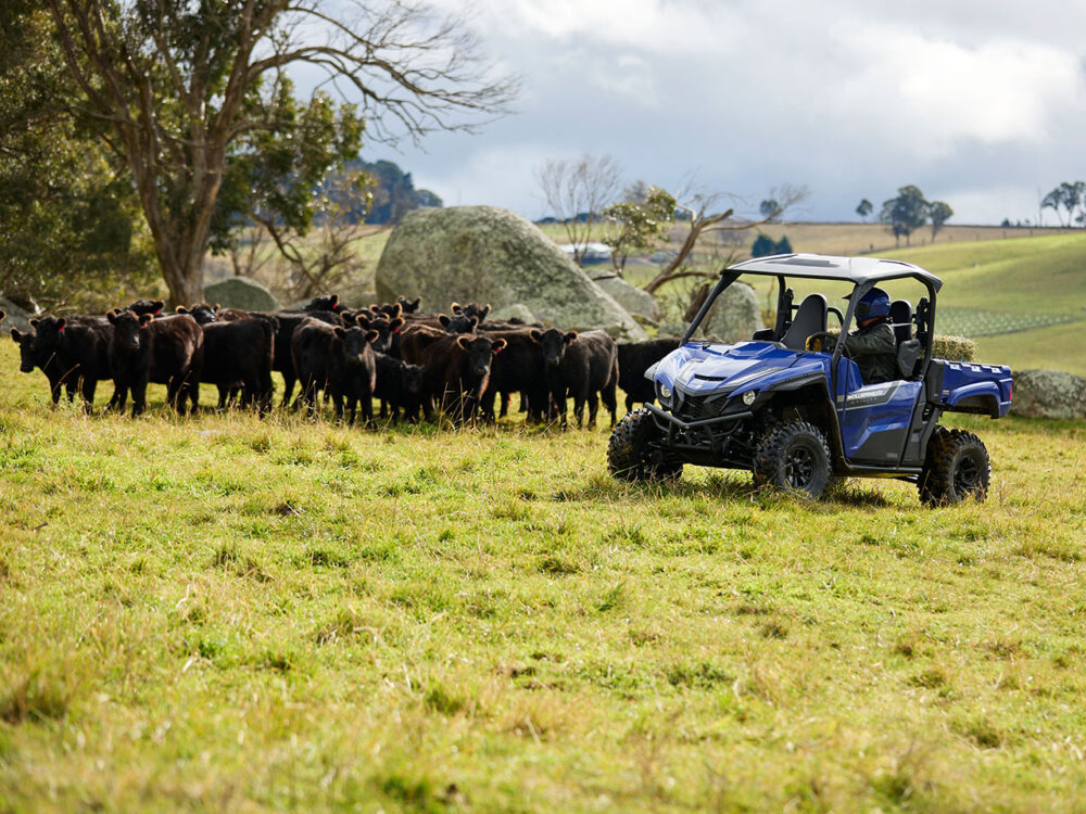 A person in a blue YAMAHA WOLVERINE X2 UTILITY drives towards a group of cattle grazing in a grassy field with rocks and trees in the background.